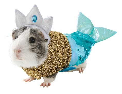 PetSmart unveils Halloween collection featuring adorable guinea pig ...