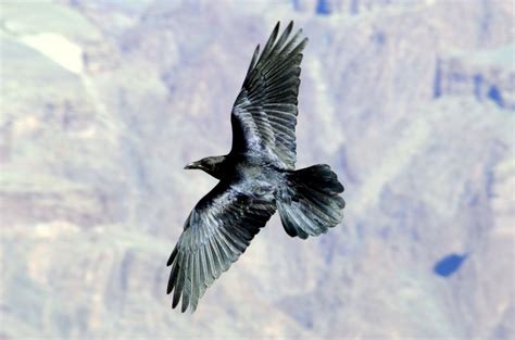 Raven soaring over Grand Canyon - FeederWatch