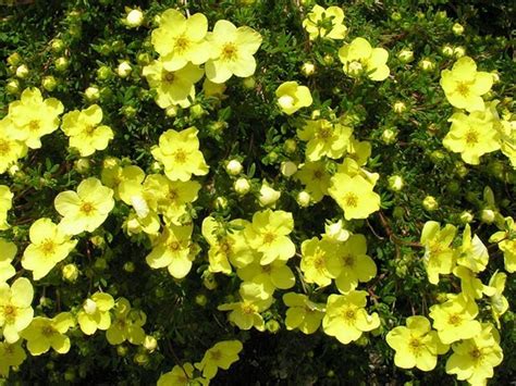 How To Plant And Care For Potentilla - Best Landscape Ideas