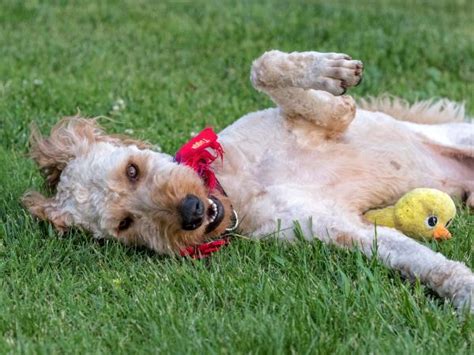 Wordless Wednesday: Teddy and The Garden – ROB & DOG