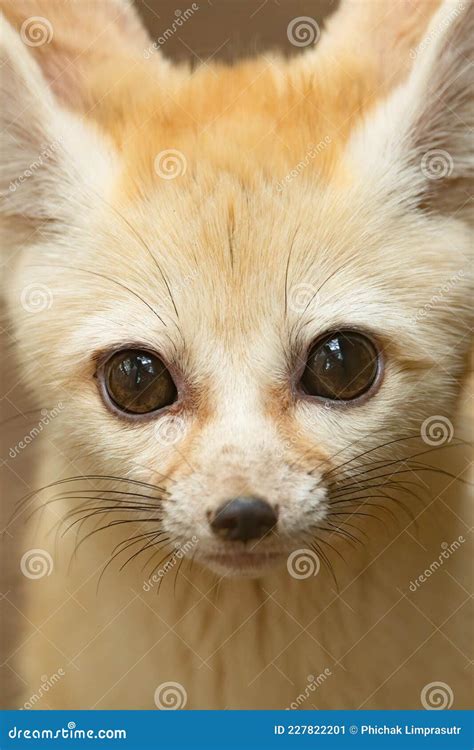 Close Up of Fennec Fox Head with Big Cute Eyes Stock Image - Image of cute, zoological: 227822201