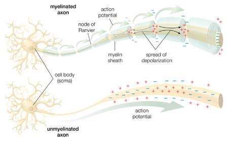 Stock Illustration - The conduction of the action potential across a ...