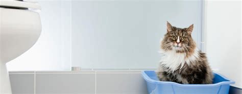 Cat Constipation: Signs, Causes & Treatment | Purina