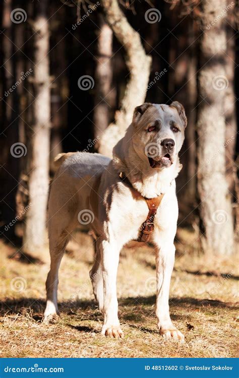 Alabai dog stock photo. Image of breed, large, brown - 48512602