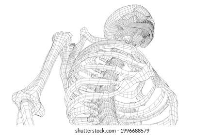 Human Skeleton 3d Illustration Wireframe Style Stock Illustration 2268890833 | Shutterstock