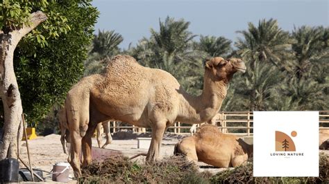 T191+ Of The Best Camel Names: Unique Ideas to Name Your Pet Camel