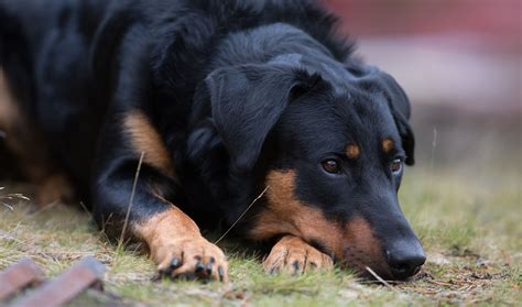 Beauceron: Dog Breed Characteristics & Care