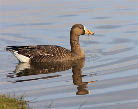 Greater White-fronted Goose - eBirdr