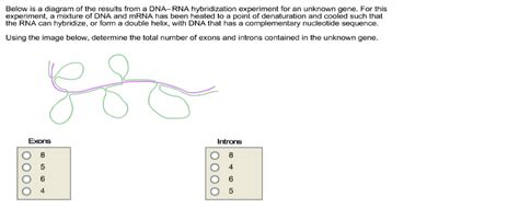 Solved Below is a diagram of the results from a DNA-RNA | Chegg.com