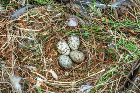 House sparrows: females, nest & egg - Plantura