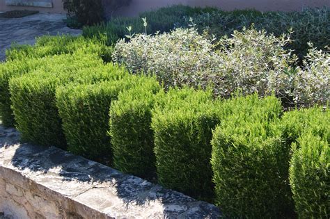 Rosemary Hedge by Gareth Richards