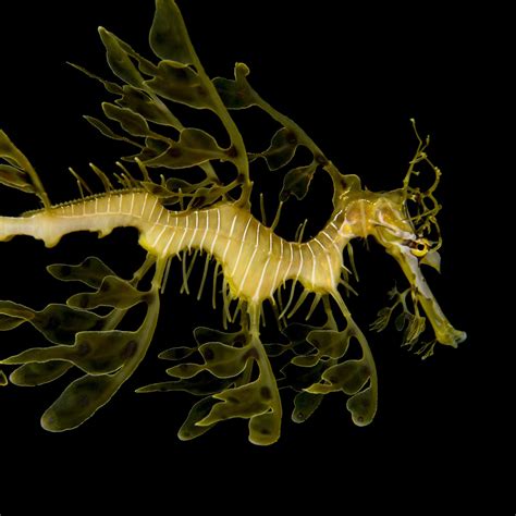 Leafy Sea Dragon | National Geographic