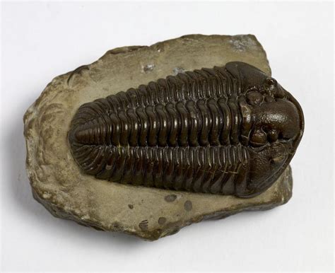 Trilobite fossil, Trilobite, Fossil