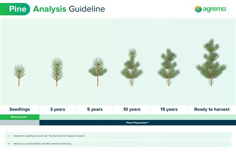 Growing Pine - Pine Tree Planting Solutions | Agremo