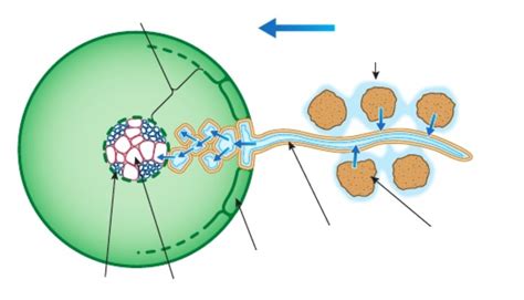 Igcse Biology Diagrams Virus Particle Diagram Quizlet - vrogue.co