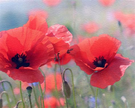 Poppy Flowers Watercolor Painting Free Stock Photo - Public Domain Pictures