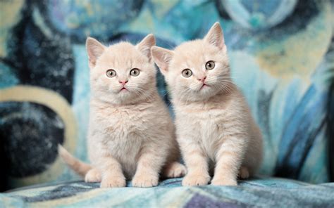 Download wallpapers British Shorthair, kittens, ginger cat, domestic cat, pets, cats, cute ...