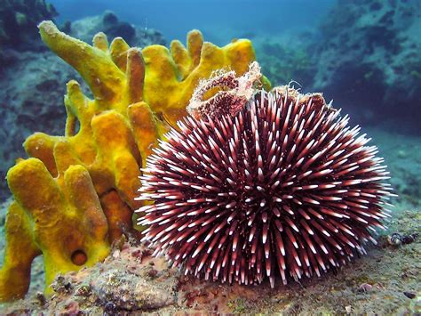 Sea Cucumber Facts - Animals of the Oceans - WorldAtlas