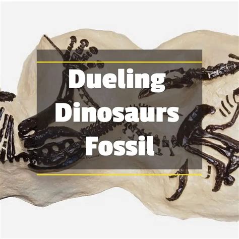 Dueling Dinosaurs Fossil - Dinosaur Facts