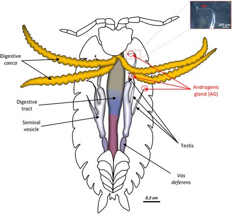 Isopod Anatomy - Anatomy Book