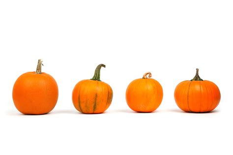 Pumpkins In A Row Free Stock Photo - Public Domain Pictures