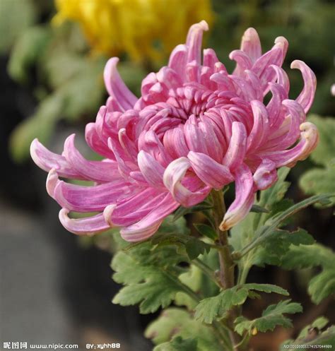 chrysanthemum | Chrysanthemum flower, Beautiful flowers, Japanese flowers