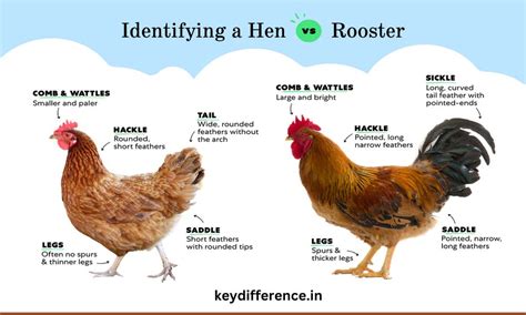 Difference Between Hens and Roosters