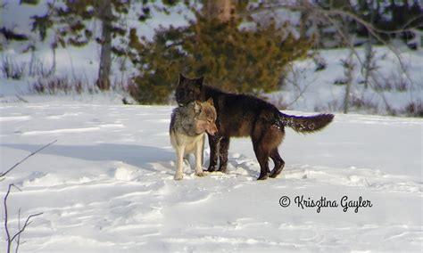 Photo Essay: Wolf Breeding Season - Rewilding