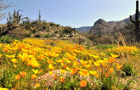 6 Desert Spring flowers Catalina Mountains