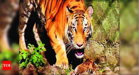 Pilibhit Tiger Reserve: Now, visitors to Pilibhit Tiger Reserve will have to sign indemnity bond ...