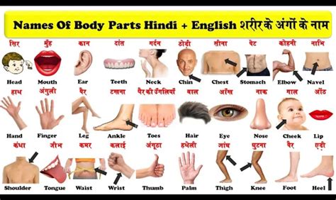 What is the Body Parts Name in English and Hindi