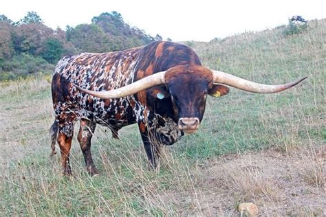 40 Pictures of Bulls with really Big Horns - Tail and Fur