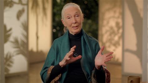 Chimpanzee Behavior (Cont'd) | Dr. Jane Goodall Teaches Conservation | MasterClass