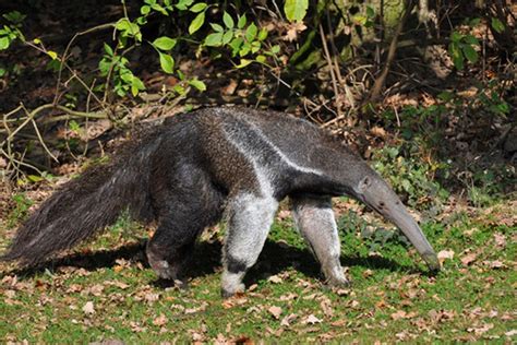 #Animales exóticos#Animales de la selva tropical | Giant anteater ...