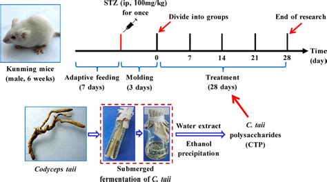 Schematic of the treatment schedule. Adult male Kunming mice (6 weeks... | Download Scientific ...