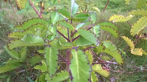 The "Wonder of the World" Plant: Kalanchoe pinnata - RemedyGrove - Holistic Wellness