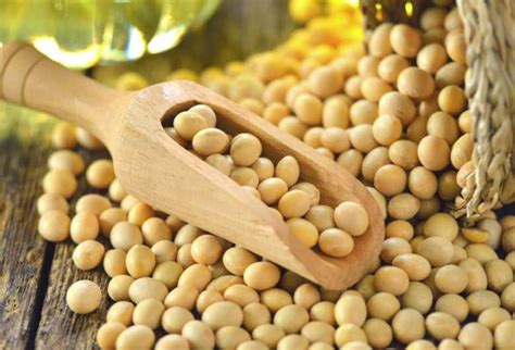 Soybean Market Size, Share, Price, Trends, Growth, Analysis, Key Players, Outlook, Report ...