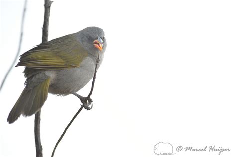 Marcel Huijser Photography | Brazilian wildlife: Great pampa-finch, Itatiaia National Park, Rio ...