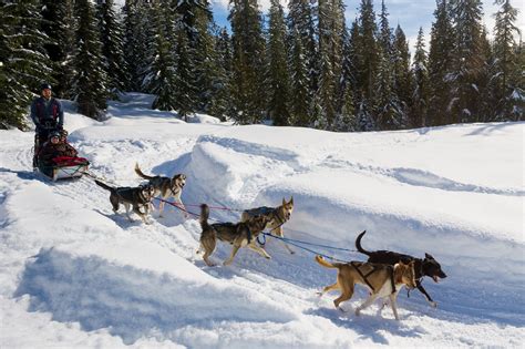 Dog Sledding | Canadian Wilderness Adventures | Whistler, BC