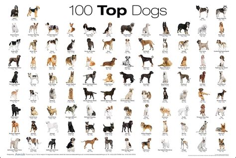 A chart of the top 100 Dog breeds #dogpictures #dogs #aww #cuteanimals ...