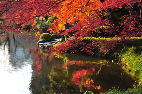 10 Gorgeous Autumn Foliage Spots In And Near Tokyo - Savvy Tokyo