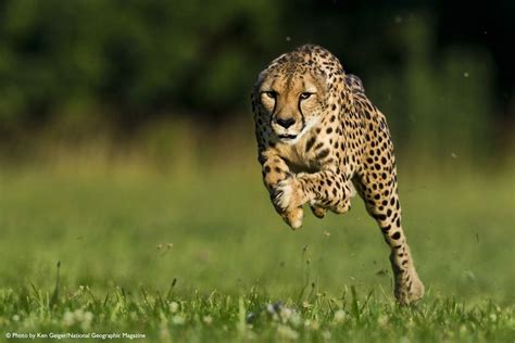 11-Year-Old Cheetah Breaks Land Speed Record | Live Science