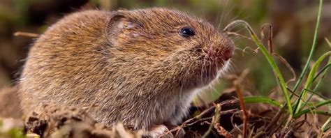 Vole Identification Guide | What Is A Vole, What Do They Eat & Look Like