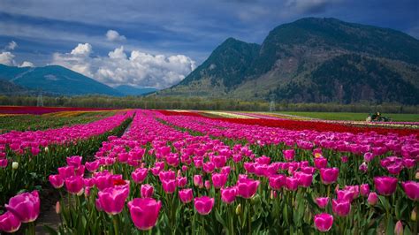 Agassiz Tulip Festival | Agassiz Tulip Festival in the Frase… | Flickr