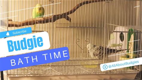 English Budgies Taking A Bath | Budgie Bath Time @AllAboutBudgies - YouTube