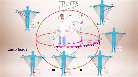 ECG Axis Diagram