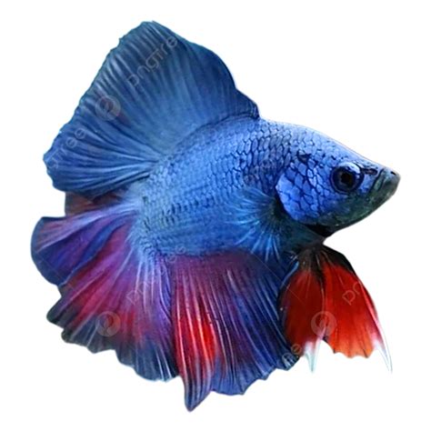 Betta Fish PNG Picture, Blue Fire Betta Fish Png Free Download, Betta Fish, Betta Fish Free ...