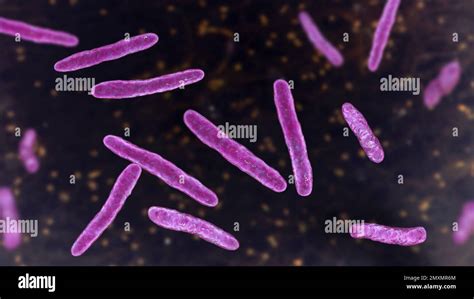 Mycobacterium bovis bacteria, illustration Stock Photo - Alamy