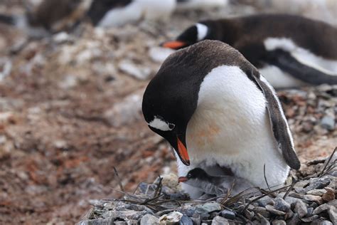 Gentoo penguins are four species, not one - BBC News