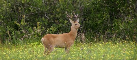 The Siberian Roe Deer | Critter Science